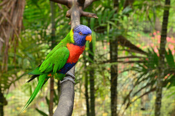 the  picturesque Martinique zoo in Le Carbet in West Indies