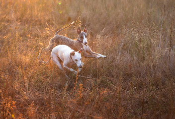 whippet dog