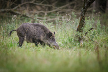 Naklejka na ściany i meble Wild boar foraging in an orchard in Germany