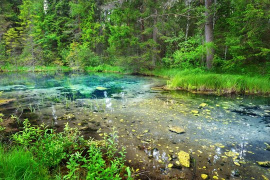 Forest spring at the beginning of the river in Endla nature park, Estonia