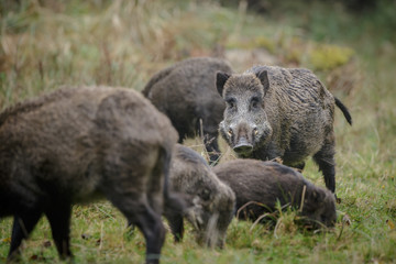 Wild boar sounder foraging
