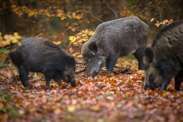 Wild boar sounder, the big male has lost his left eye through fighting