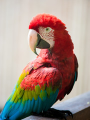 Red-and-green Macaw
