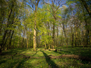 Spring in a Carpathian forest. Devinska Kobyla, Slovakia.