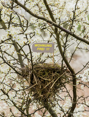 Vogelnest im Frühling im Blütenmeer mit Schild „Wohnung frei“
