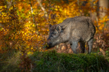 Wild boar in autumn colours