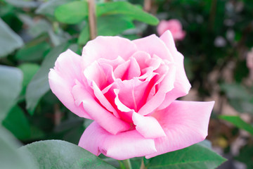 pink rose in valentine day