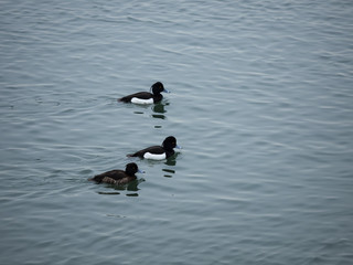 日本の冬の金黒羽白