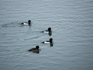 日本の冬の金黒羽白