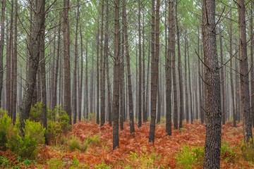 Autumnal Coniferous forests