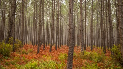 Autumnal Coniferous forests