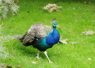  peacock (Pavo cristatus) closeup walking on green grass