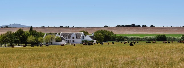 Fototapeta na wymiar Landscape with Farm House and grazing cows