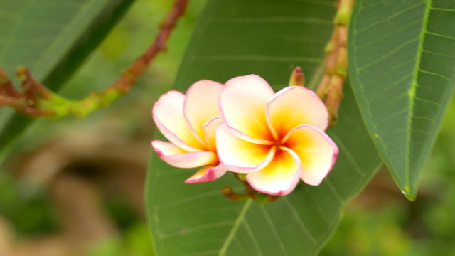 A bouquet of plumeria ( frangipani ) flowers on trees that specific flowers:Ultra HD 4K High quality footage size 3840x2160