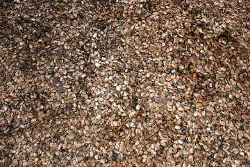 textura de cascaras de almendras