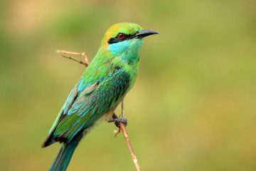 Green Bee-eater (Merops Orientalis) on a Branch, Bundala National Park, Sri Lanka