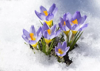 Photo sur Aluminium Crocus crocus violets sur la neige