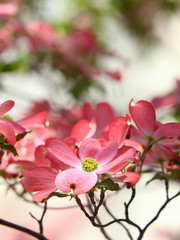 ハナミズキ　赤い花