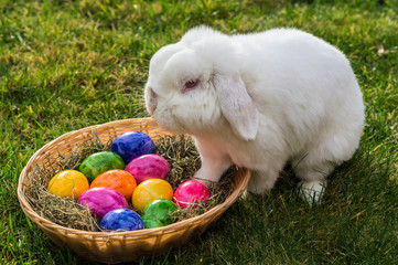 Osterhase bei der Arbeit © arborpulchra