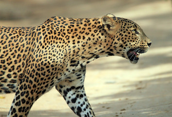 Naklejka premium Close Profile View of a Sri Lankan Leopard (Panthera Pardus Kotiya) Crossing a Sandy Road, Yala, Sri Lanka.