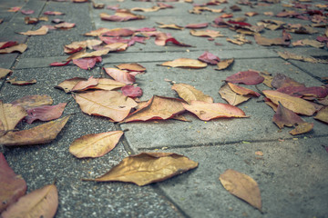 Colorful malabar leaf on the floor in autumn season.