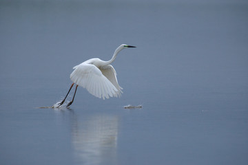 Reiher