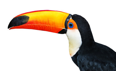 tucan