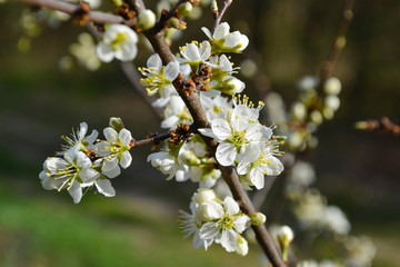 Obraz premium Beautiful spring blossom of apple cherry tree with white flowers