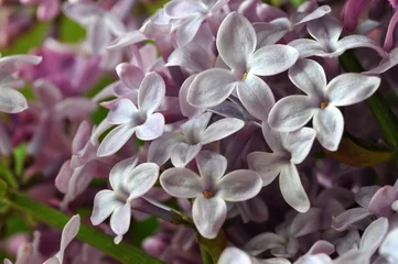 Crédence de cuisine en verre imprimé Lilas Fleurs de lilas blanc