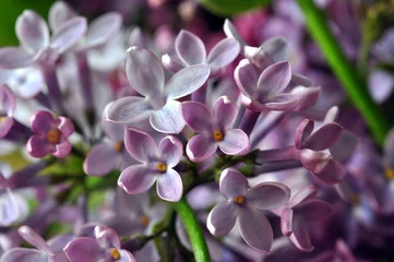 Photo sur Aluminium Lilas Fleurs lilas