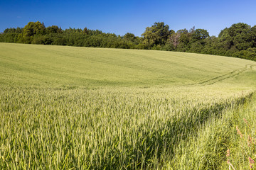 Field of green cereals in summer. Agriculture view.