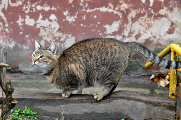 cat sharpening its claws