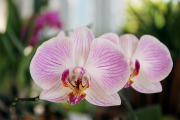 orchid