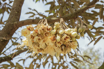 durian's flower in nature, Thailand