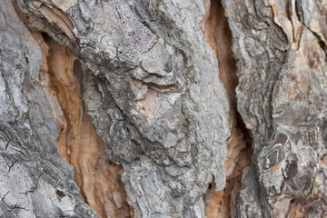 Close up of a cortex tree