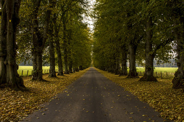 Autumn scene with road in Cairngorms National Park, Scotland. Trees and leaves form a beautiful corridor.