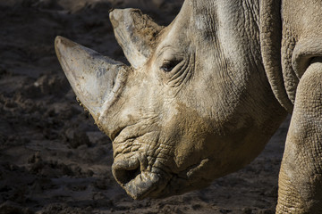 Face of an African white rhino with big horns stained with mud