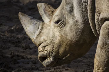 Wallpaper murals Rhino Face of an African white rhino with big horns stained with mud