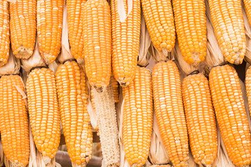 old corn background