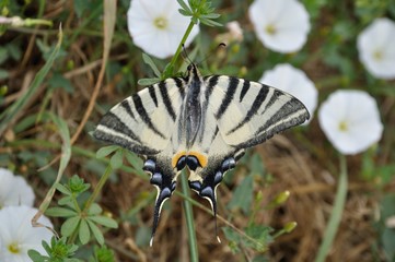Canadian tiger swallowtail