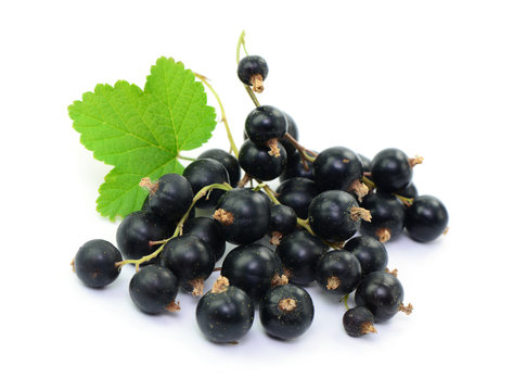 Johannisbeeren