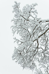 Snow-covered tree branch against the sky