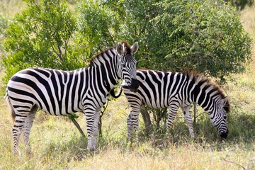 Fototapeta na wymiar Zebra Krugerpark