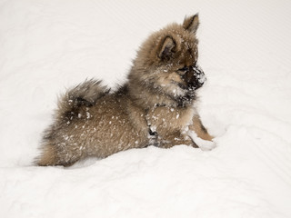 Winter/junger Hund  beim spielen