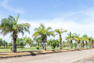 Fototapeta premium Palm trees