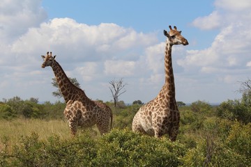 Giraffe Krugerpark
