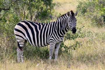 Krugerpark zebra