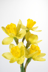 Flowers - Daffodil, Jonquil