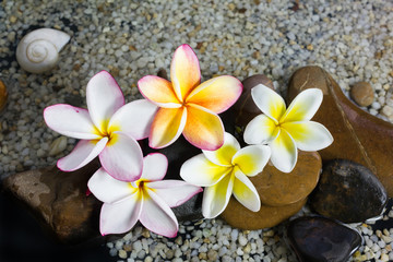 Plakat plumeria or frangipani on water and pebble rock