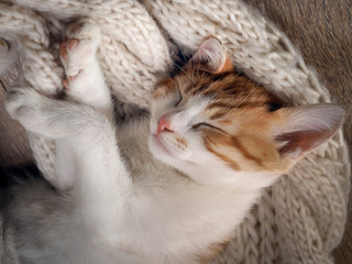 Kitten sleeping sweetly. Cute, little kitten is resting. Portrait of a big cat. Kitten sleeping on a knitted white plaid 